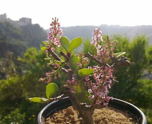 Le spekboom sud-africain, plante grasse piège à carbone