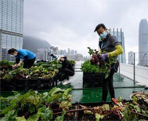 A Hong Kong, l'agriculture dans les nuages pour reconnecter avec sa nourriture